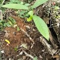 Cacao