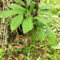 Cacao
