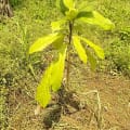 Cacao