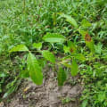 Caoba