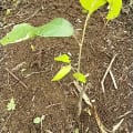 Cacao