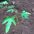 Papaya