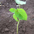 Tree Tomato