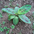 Banane