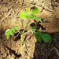 Moringa