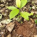 Cacao