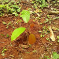 Cacao