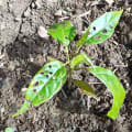 Roble