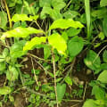 TST