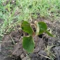Croton