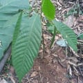 Cacao