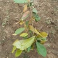 The Cacao for Research