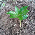 Coffee tree P08.126625
