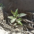 Grevillea