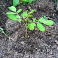 Moringa