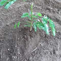 Leucaena