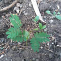 Leucaena