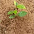 African Mahogany