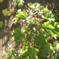 Barbados Nut