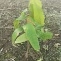 Cacao