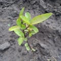 Guava