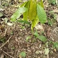 Cacao