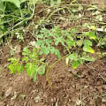 Moringa