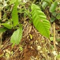 Cacao