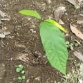 Cacao
