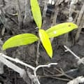 Mangrovia Nera