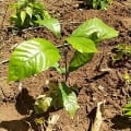 Cacaotier