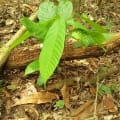 Cacaotier