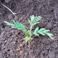 Grevillea