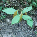 Groot
