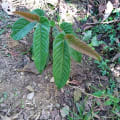 Khanyu