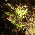 Grevillea