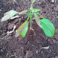 Avocatier