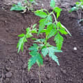 Neem
