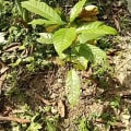 Cacao