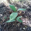 Cacao