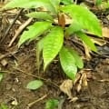 Cacao