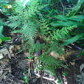 Grevillea