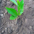 Cashew
