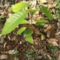 Cacao