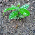 Melissas Tree