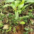 Cacao