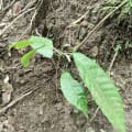 Cacao