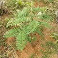 Tephrosia