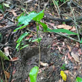 Dynamite Tree