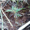 Grevillea